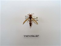 藏品(叉胸異腹胡蜂)的圖片